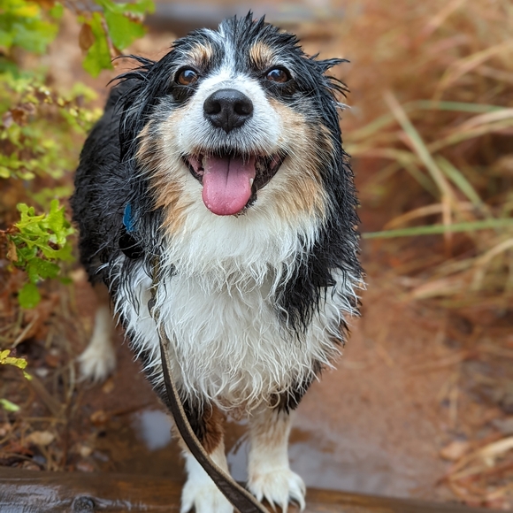 Meet your Posher, Mickie - Picture 2 of 4